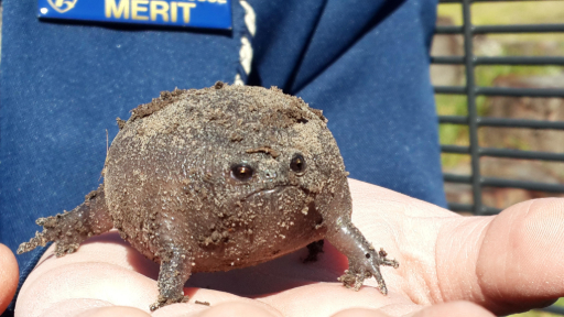 spherical frog