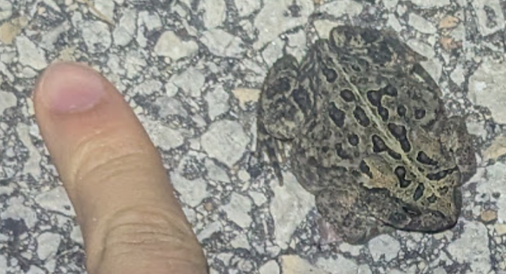 tiny toad